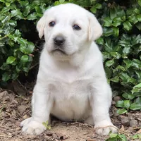 Windy, a female Labrador Retriever for sale in Centerville, TN – 3 of 5