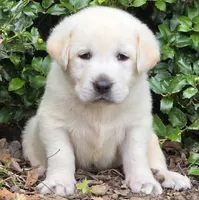 Surf, a male Labrador Retriever for sale in Centerville, TN – 2 of 4