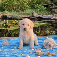 Jett, a male Labrador Retriever for sale in Centerville, TN – 3 of 6