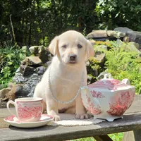 Lilia, a female Labrador Retriever for sale in Centerville, TN – 4 of 6
