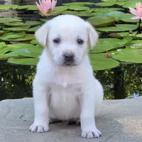 Sandy, a male Labrador Retriever for sale in Centerville, TN – 2 of 6