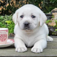 Daffy, a female Labrador Retriever for sale in Centerville, TN – 2 of 5