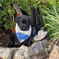 Duke, a male Labrador Retriever for sale in Centerville, TN – 2 of 6