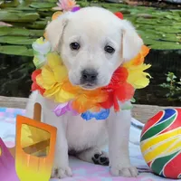 Meadow, a female Labrador Retriever for sale in Centerville, TN – 3 of 6