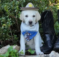 Sandy, a male Labrador Retriever for sale in Nunnelly, TN – 2 of 8