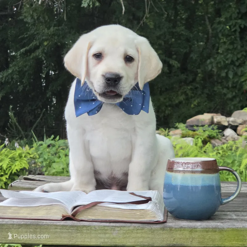 Clover – Labrador Retriever puppy for sale in Centerville, TN
