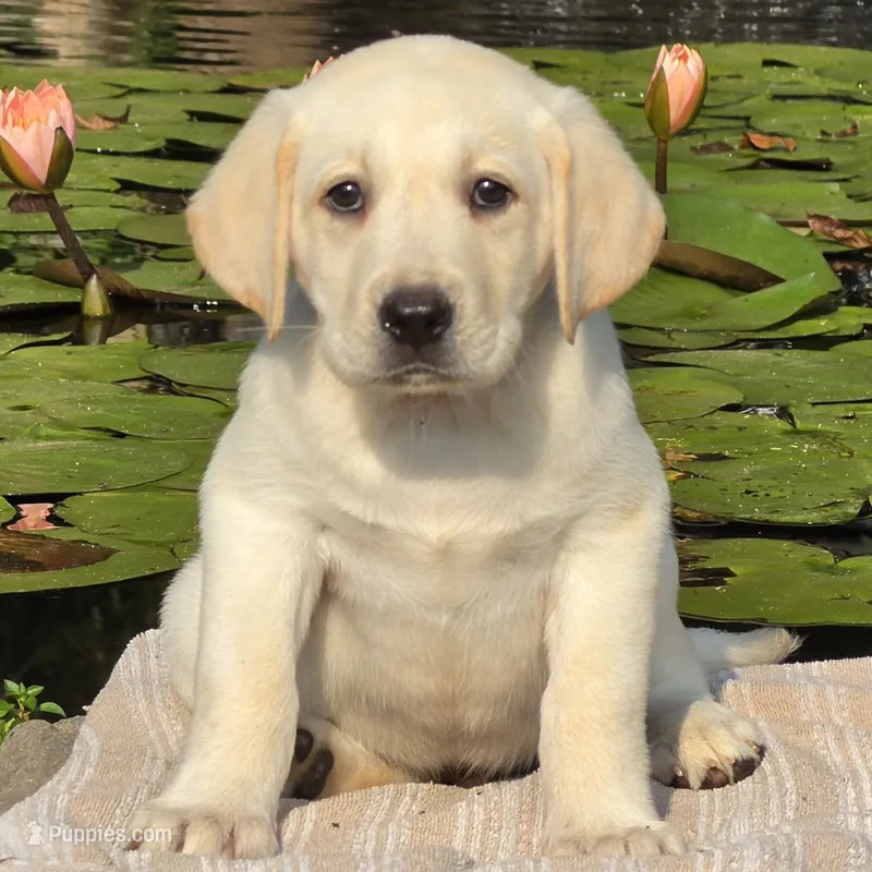 Beryl – Labrador Retriever puppy for sale in Centerville, TN