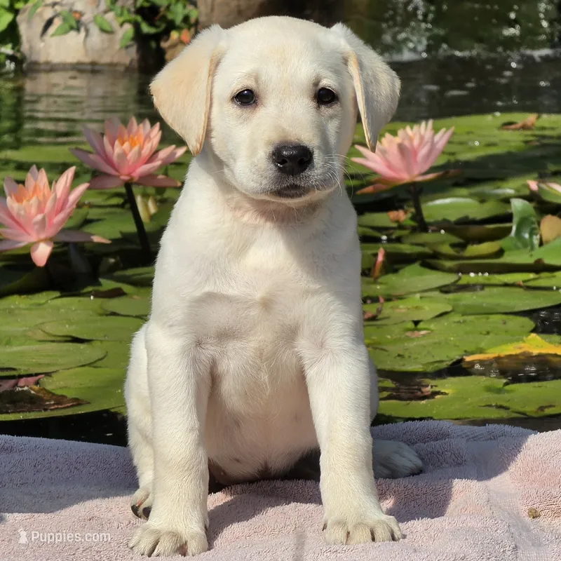 Meadow – Labrador Retriever puppy for sale in Centerville, TN