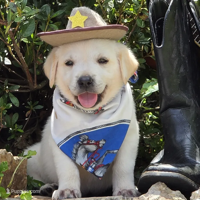 Bay – Labrador Retriever puppy for sale in Centerville, TN
