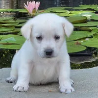 Finn, a male Labrador Retriever for sale in Centerville, TN – 2 of 6
