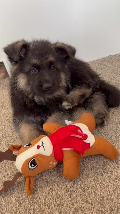 Taiga, a female German Shepherd Dog for sale in Houston, TX – 3 of 3