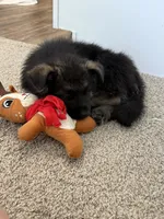 Taiga, a female German Shepherd Dog for sale in Houston, TX – 2 of 3