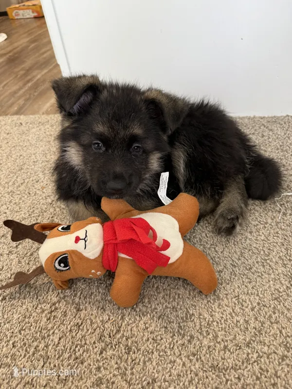 Taiga – German Shepherd Dog puppy for sale in Houston, TX