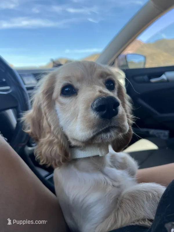 Levi  – Cocker Spaniel puppy for sale in Hesperia, CA