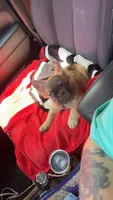 Auggie, a male French Bulldog for sale in Samson, AL – 8 of 10