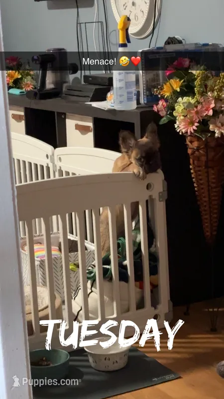 Auggie – French Bulldog puppy for sale in Samson, AL