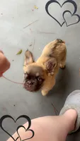 Auggie, a male French Bulldog for sale in Samson, AL – 5 of 10