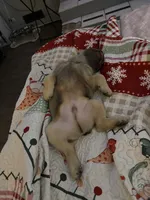 Auggie, a male French Bulldog for sale in Samson, AL – 9 of 10