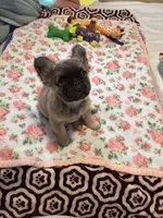 Auggie, a male French Bulldog for sale in Samson, AL – 4 of 10