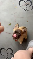 Auggie, a male French Bulldog for sale in Samson, AL – 2 of 10