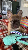 Auggie, a male French Bulldog for sale in Samson, AL – 10 of 10