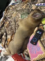 Auggie, a male French Bulldog for sale in Samson, AL – 6 of 10