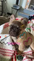 Auggie, a male French Bulldog for sale in Samson, AL – 3 of 10