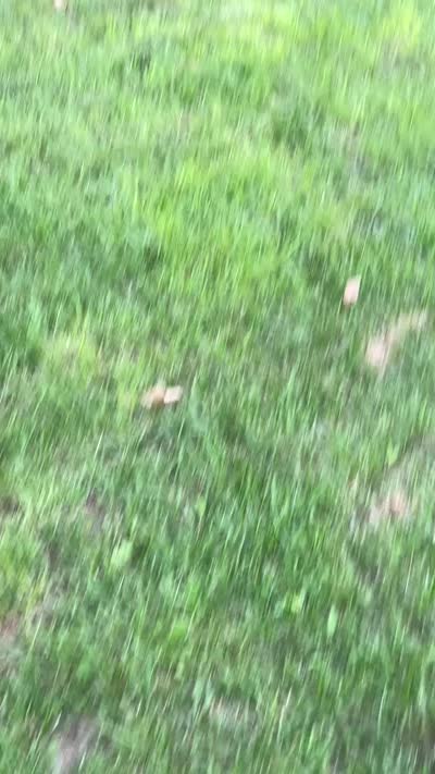 Facility video
