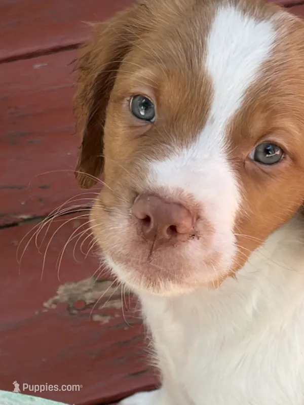 Brittany – Brittany puppy for sale in Portage, MI
