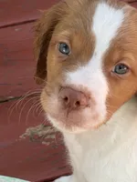Brittany, a female Brittany for sale in Portage, MI – 1 of 4