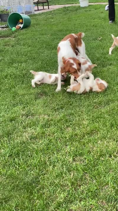 Brittany, a female Brittany for sale in Portage, MI – 2 of 4