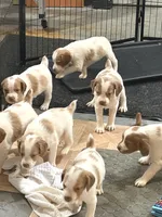 Brittany, a female Brittany for sale in Portage, MI – 4 of 4