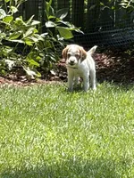Brittany, a female Brittany for sale in Portage, MI – 3 of 4