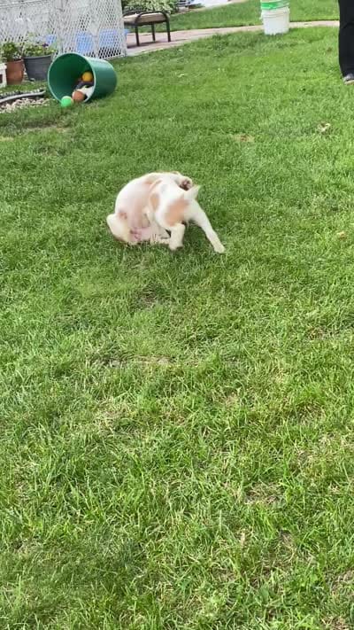 Brittany Male, a female Brittany for sale in Portage, MI – 5 of 5