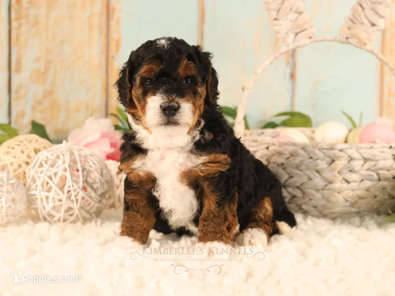 BumbleBee – Miniature Bernedoodle puppy for sale in Decorah, IA