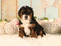BumbleBee, a female Miniature Bernedoodle for sale in Decorah, IA – 1 of 1