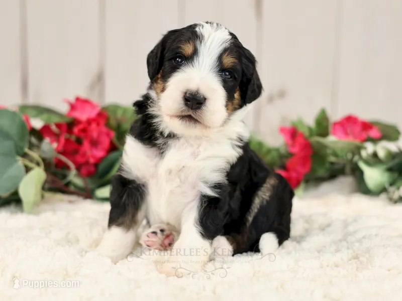 Sundae – Bernedoodle puppy for sale in Decorah, IA