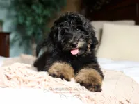 Bruno, a male Bernedoodle for sale in Decorah, IA – 2 of 3