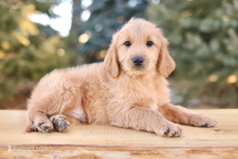 Balto- Mini Englishdoodle