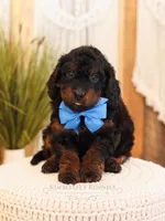 Ash, a male Miniature Bernedoodle for sale in Decorah, IA – Photo 2 of 5