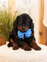 Ash, a male Miniature Bernedoodle for sale in Decorah, IA – Photo 5 of 5