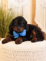 Ash, a male Miniature Bernedoodle for sale in Decorah, IA – Photo 4 of 5