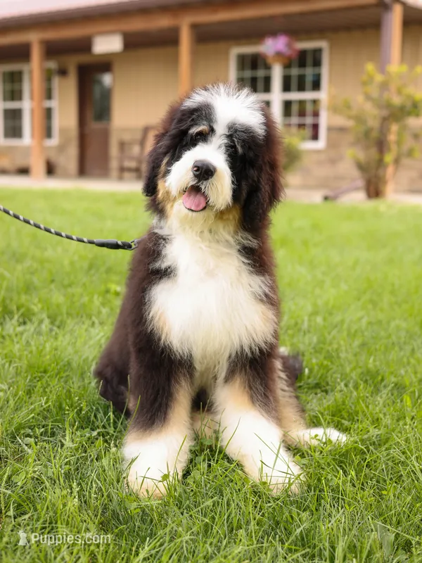Bentley – Bernedoodle puppy for sale in Decorah, IA