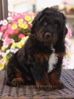 Ace , a male Bernedoodle for sale in Decorah, IA – 3 of 3
