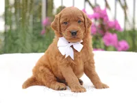 Jack, a male Goldendoodle for sale in Decorah, IA – 1 of 1