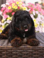Ace , a male Bernedoodle for sale in Decorah, IA – 2 of 3