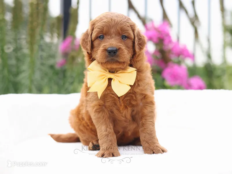 Eloise – Goldendoodle puppy for sale in Decorah, IA