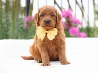 Eloise, a female Goldendoodle for sale in Decorah, IA – 1 of 1