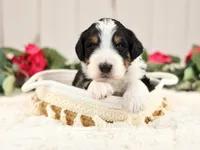 Sundae, a female Bernedoodle for sale in Decorah, IA – Photo 2 of 3