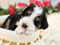 Sundae, a female Bernedoodle for sale in Decorah, IA – Photo 3 of 3